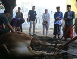 Potong Sapi Kurban, STIE Wikara Purwakarta Sambut Idul Adha 1446 H dengan Semangat Berbagi dan Keikhlasan
