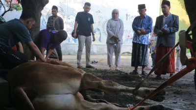 Potong Sapi Kurban, STIE Wikara Purwakarta Sambut Idul Adha 1446 H dengan Semangat Berbagi dan Keikhlasan